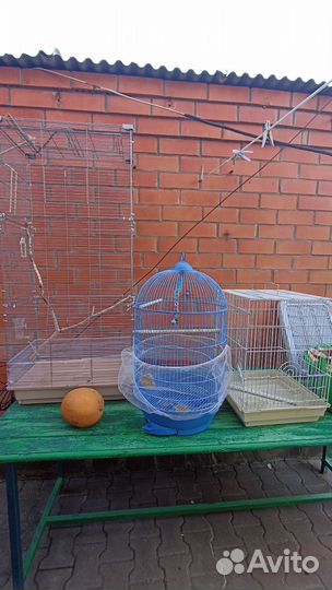 Попугаи волнистые, Карелла, неразлучники