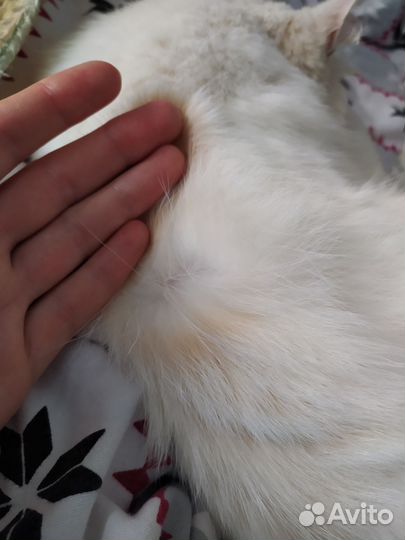 Котик ищет маму