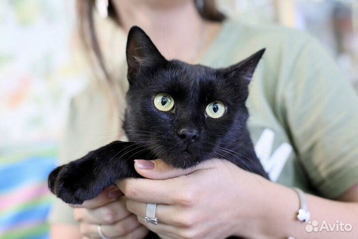 Гуддини - красавец в дар