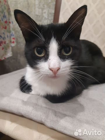 Отдам в добрые руки милого котёнка