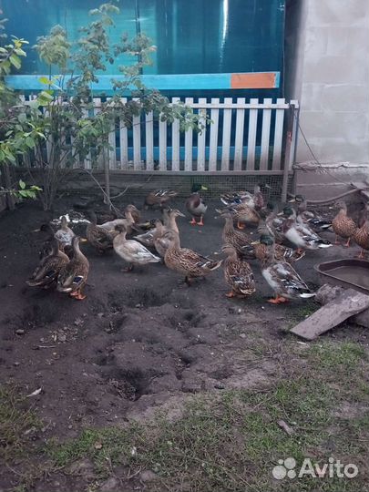 Подсадные утки