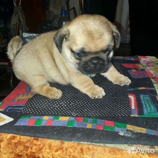 Щенки мопса