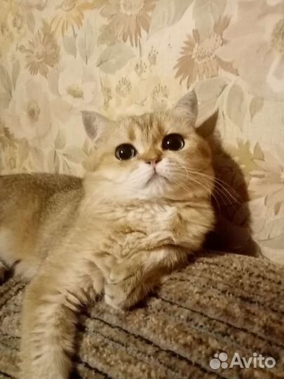 Шатланские золотой