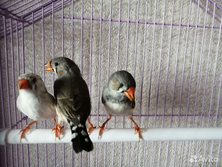 Зебровые амадины