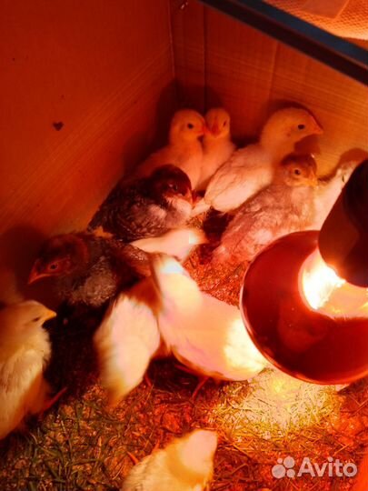 Куры молодки несушки цеплята