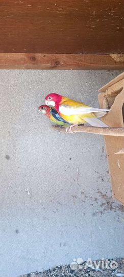 Попугай розелла