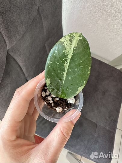 Хойя nervosa jokul