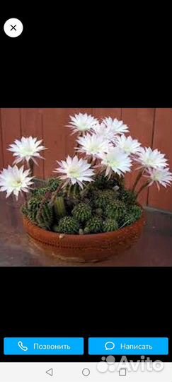 Кактус цветет белым