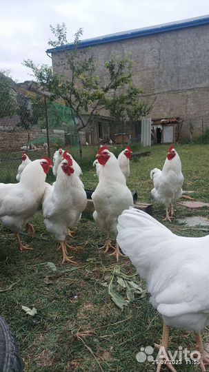 Петушки плимутрок