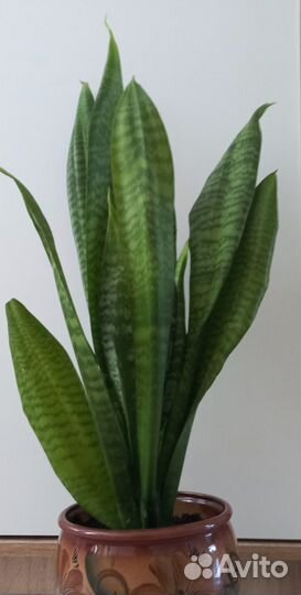 Сансевиерия
