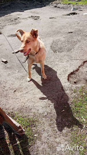 Собака в добрые руки отдам бесплатно