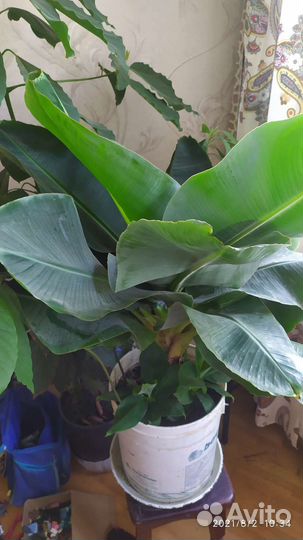 Декоративные растения