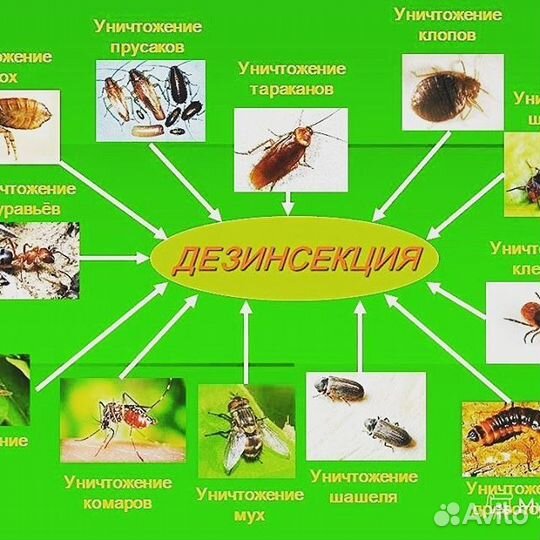 Уничтожение тараканов клопов муравьев шершней