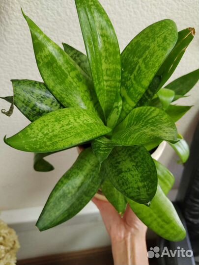 Сансевиерии