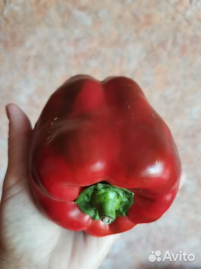 Рассада перца сладкого