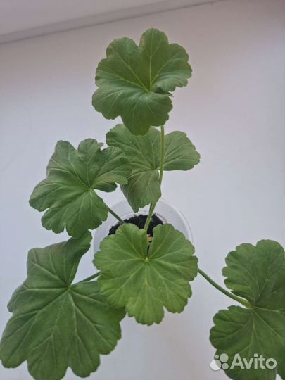 Пеларгония герань swan. Pink укор черенок