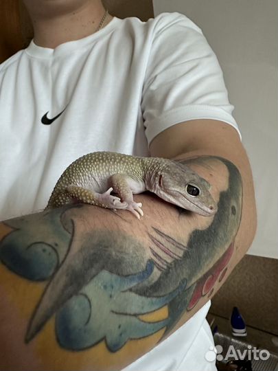 Ящерица эублефар