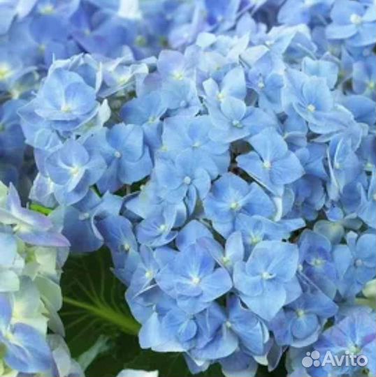 Саженцы крупнолистных гортензий, 5 сортов зкс