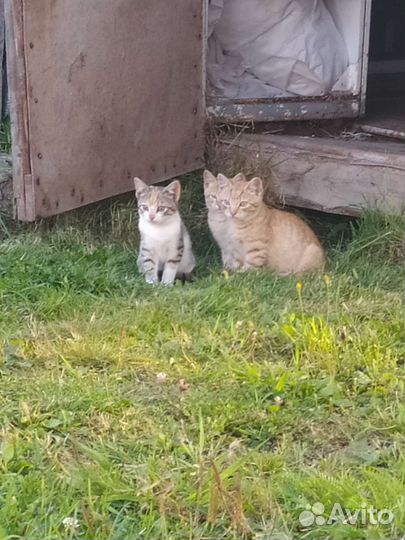 Котята в добрые руки