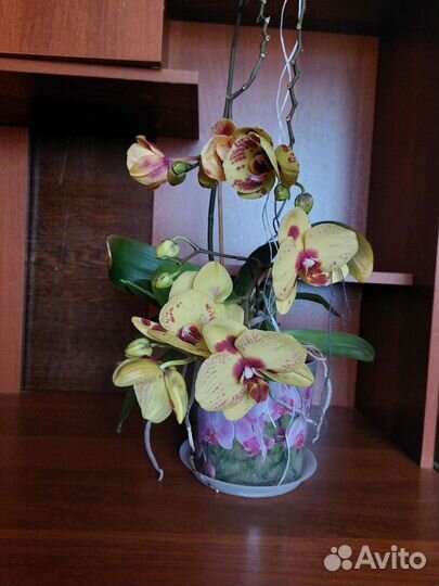 Орхидея