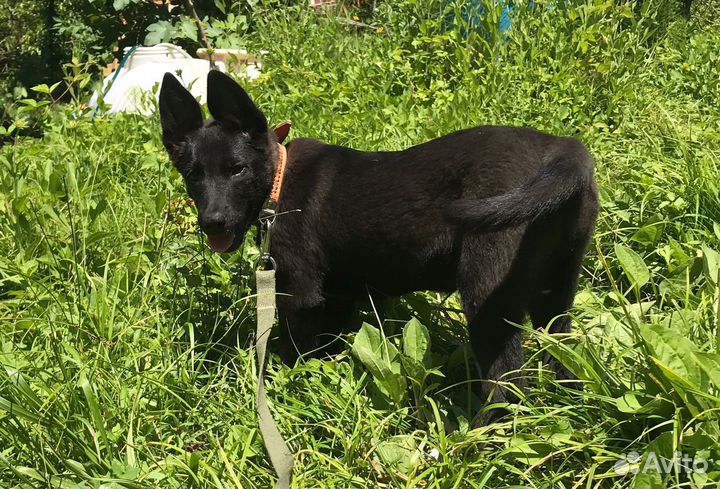 Собака в добрые руки отдам бесплатно