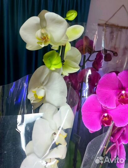 Орхидея