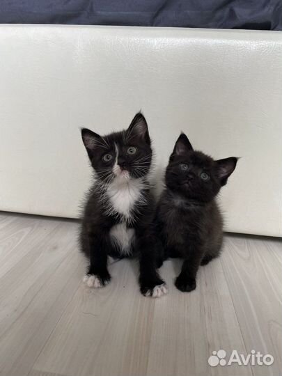 Котята