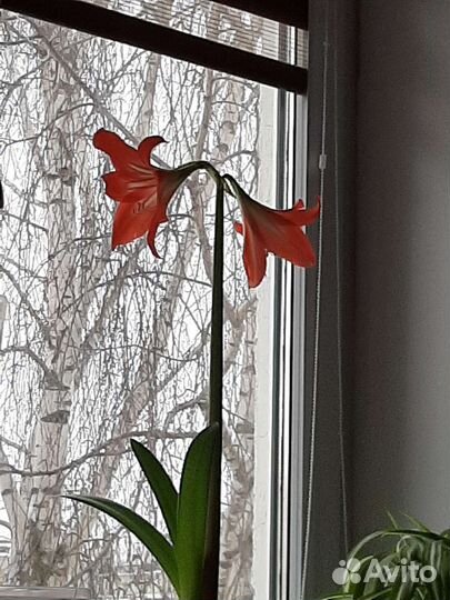 Гиппеаструм