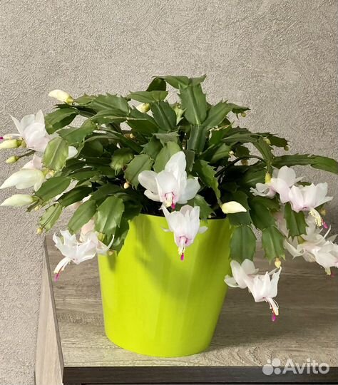 Декабрист шлюмбергера Белый,Оранжевый,Красный