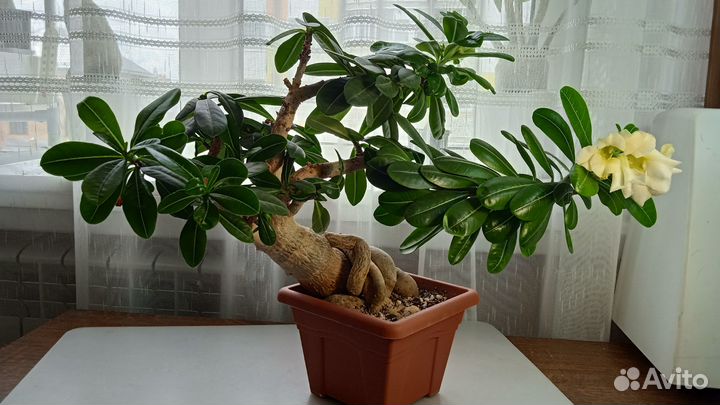 Комнатные цветы Адениум Обессум