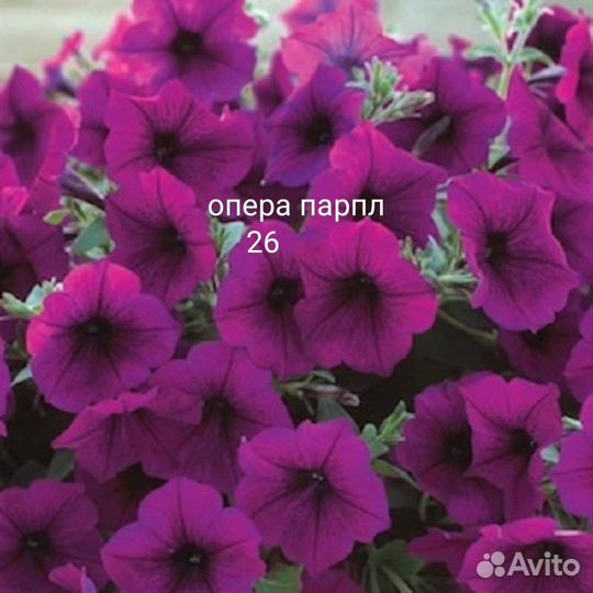 Петуния вегетативная, семенная