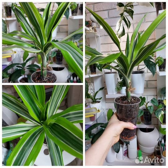 Драцены сортовые