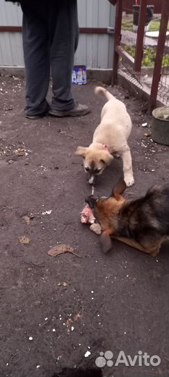 Щенок (сука)