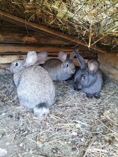 Крольчата