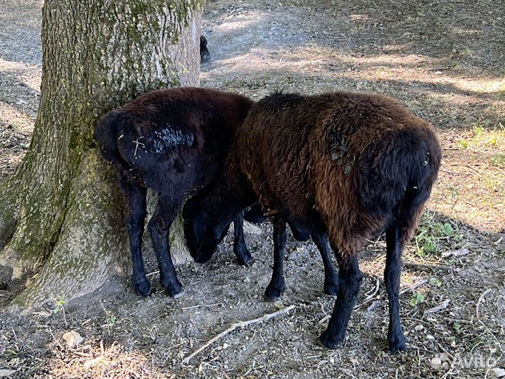 Овцы эдильбаевской породы