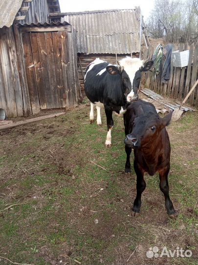 Телка 1.2года,телочка 1.5месяца