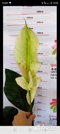 Спатифиллумы в ассортименте по сорту