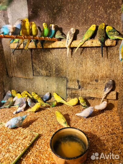 Попугаи разных пород