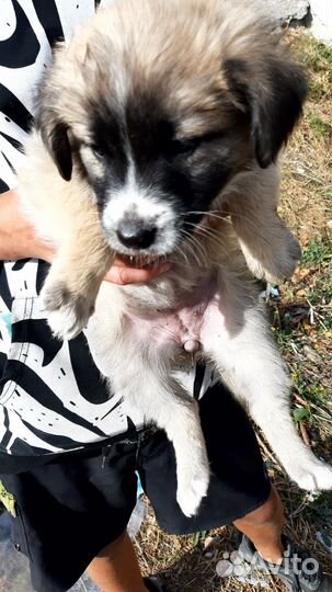 Отдам щенков в добрые руки бесплатно