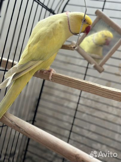 Ожереловый попугай