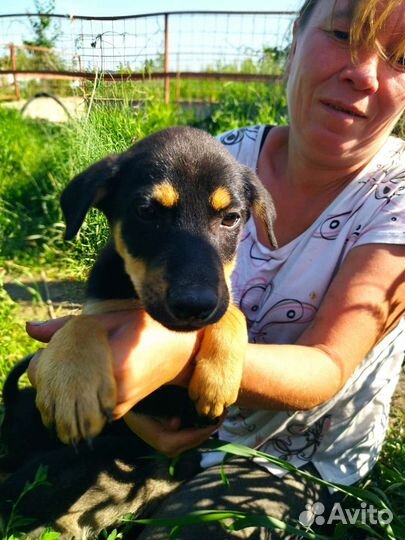 Собаки щенки