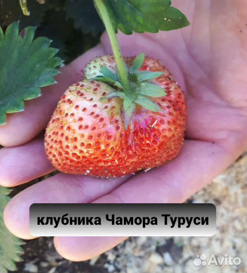 Клубника Чамора туруси