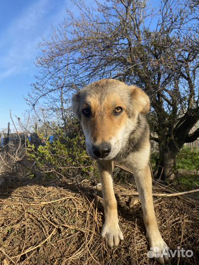 Щенок в добрые руки бесплатно