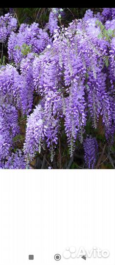 Глициния. Древовидная лиана