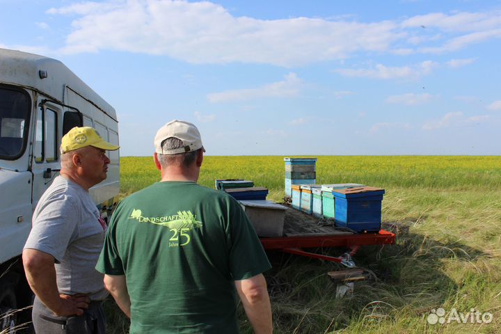 Мёд оптом - своя пасека, от 1 кг. Магнитогорск
