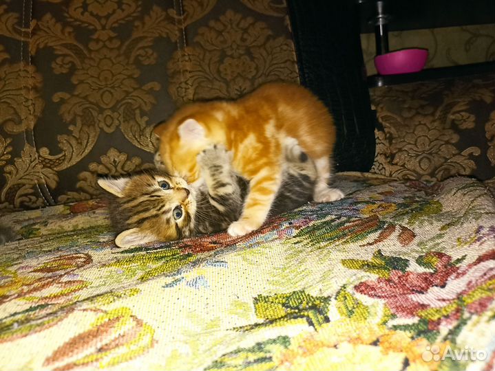 Шотландская