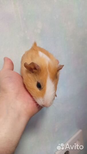 Морские свинки