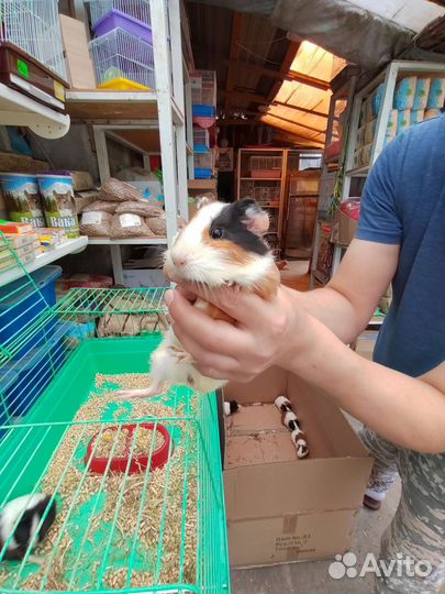 Морская свинка