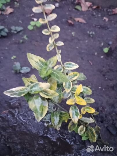 Пеларгония герань, самшит, бересклет