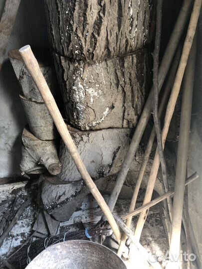 Ореховое дерево